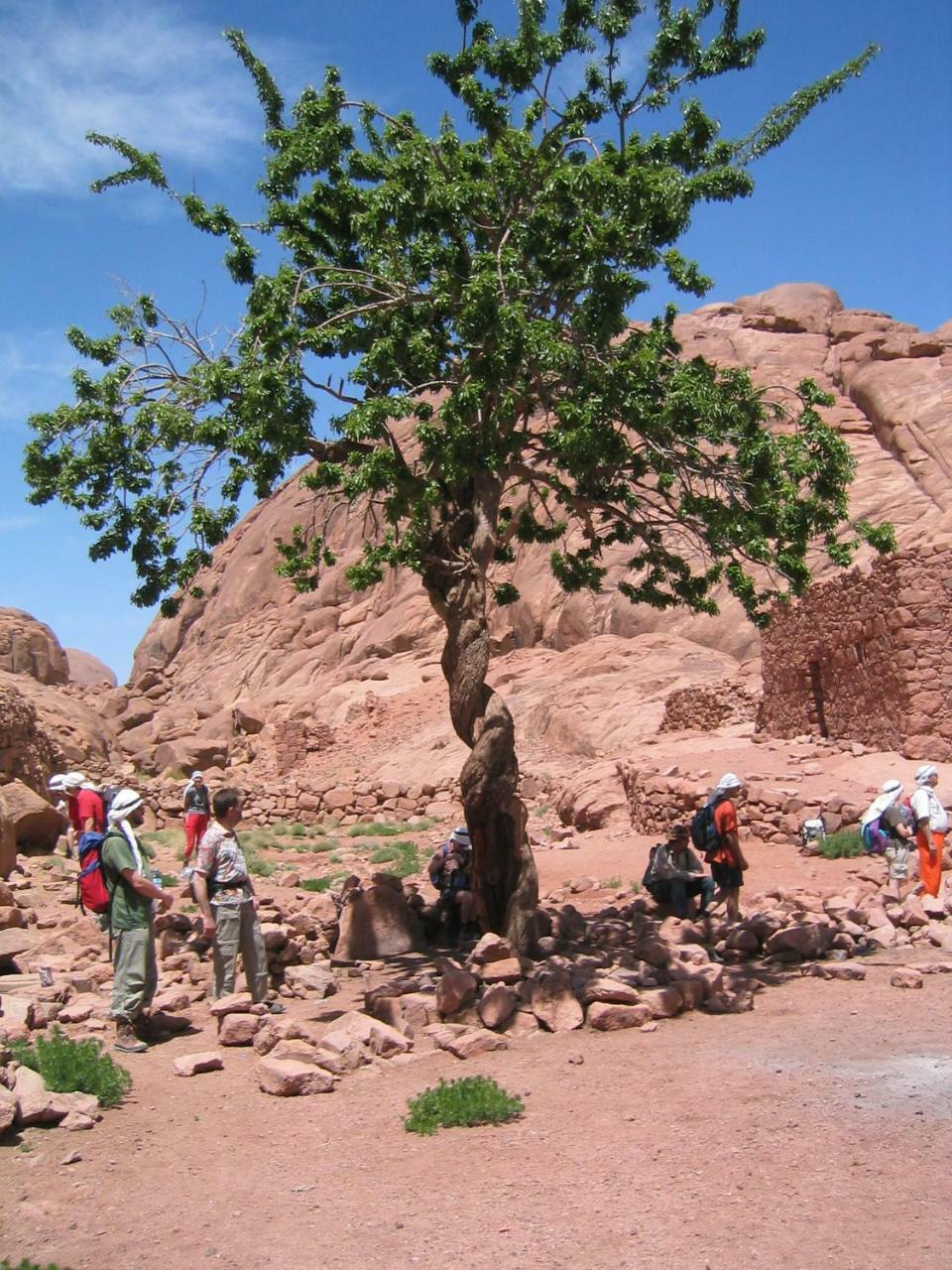 Sheikh Mousa Bedouin Camp Resort